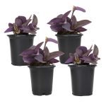 Altman Plants 4 in. Setcreasea Purple Queen Tradescantia Pallida Plant (4-Pack)