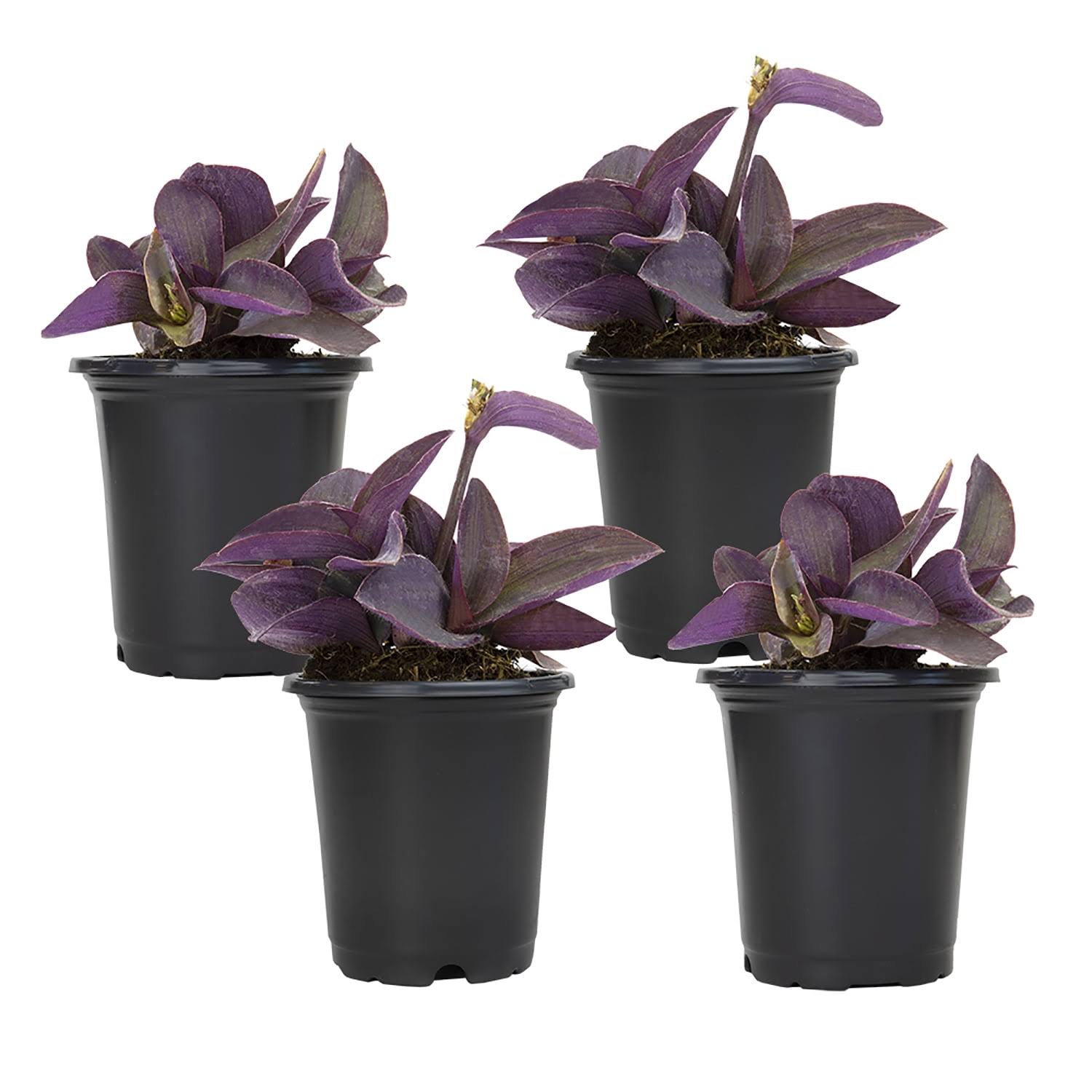 6a1a974ecdb5fcfe9be9158fa211d6f628e36fdddbba044ad8e5a3d302db0aff.jpg Altman Plants 4 in. Setcreasea Purple Queen Tradescantia Pallida Plant (4-Pack) - Image 1