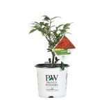 Proven Winners Shrub Plants|Euonymus - Fire Ball Burning Bush