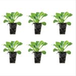 Ferry-Morse Plantlings 1-3 inch Petunia Easy Wave Blue Improved Live Plants (6 Count)