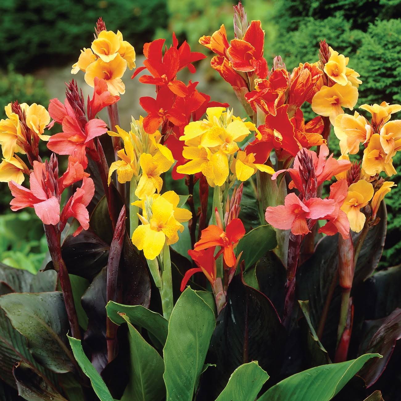6af1954ae3af4d687f8fb869310b0397dac007819ae0c35550c1050ad7b39482.jpg Van Zyverden Canna Mix Dormant Flower Bulb Full Sun; 6+ Hrs Multi-Color, 736530 - Image 1