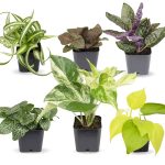 Easy to Grow Houseplants (6 Pack) Live House Plants in Plant Containers Growers Choice Plant Set in Planters with Potting Soil Mix Home dcor Planting