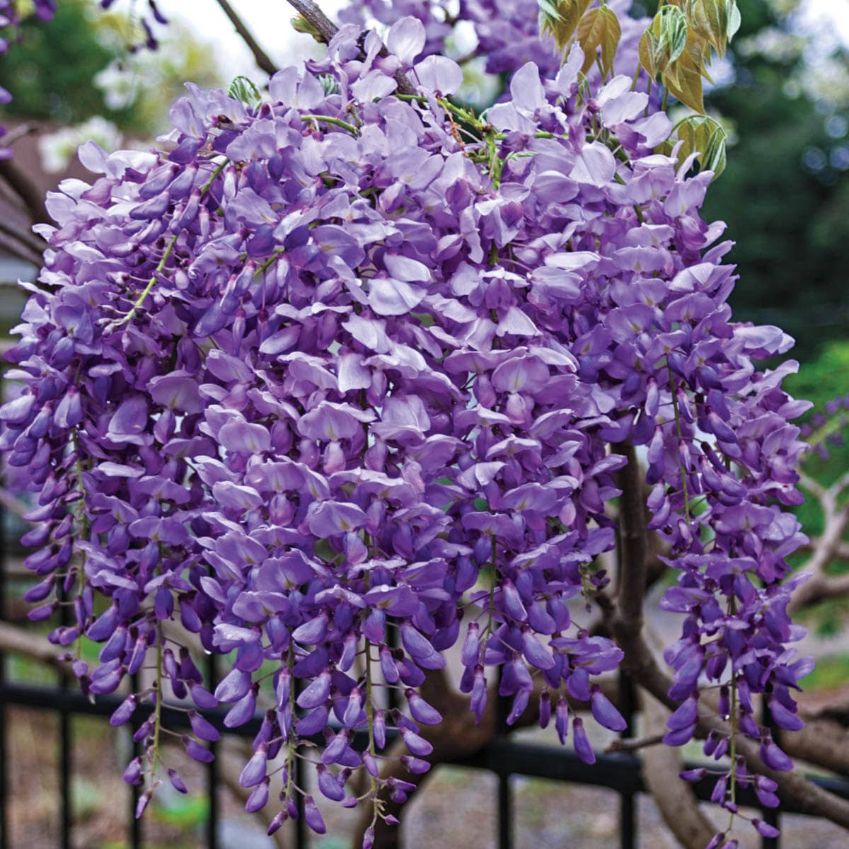 6b3edd62c60f45268cee9a09bd9acbe3594d0c6fb0f282506406ba1f71d69b5e.jpg Blue Moon Reblooming Wisteria Deciduous Flowering Vining Plant, Grown in A 2.50 Quart Pot (1-Pack) - Image 1