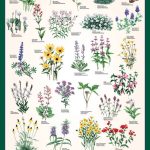 North American Wildflowers Poster, 24x36