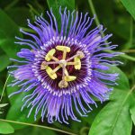 Passiflora Incarnata Seeds. Aka Purple Passion Flower/Maypop, This Exceptional Fast-Growing Perennial Vine Can Survive Winter Freeze (200, Seeds)