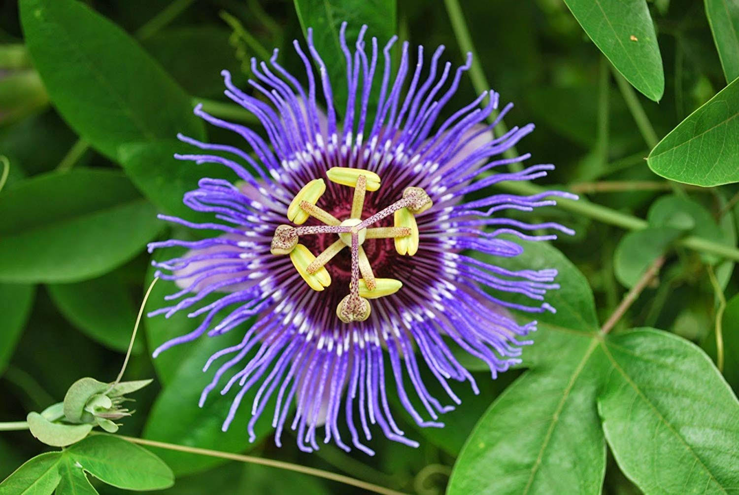 6b6db61c5987bd2bbbae33f1c0a70edb19d576bac27eb11987bbe9301c91fc34.jpg Passiflora Incarnata Seeds. Aka Purple Passion Flower/Maypop, This Exceptional Fast-Growing Perennial Vine Can Survive Winter Freeze (200, Seeds) - Image 1