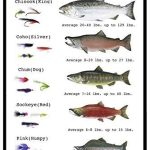 Crosswalks Know Your Salmon 10" x 15" Aluminum Sign (WS082)