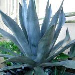Miniature Bonsai Agave Americana - Blue Agave - 2 Plants in Big Size