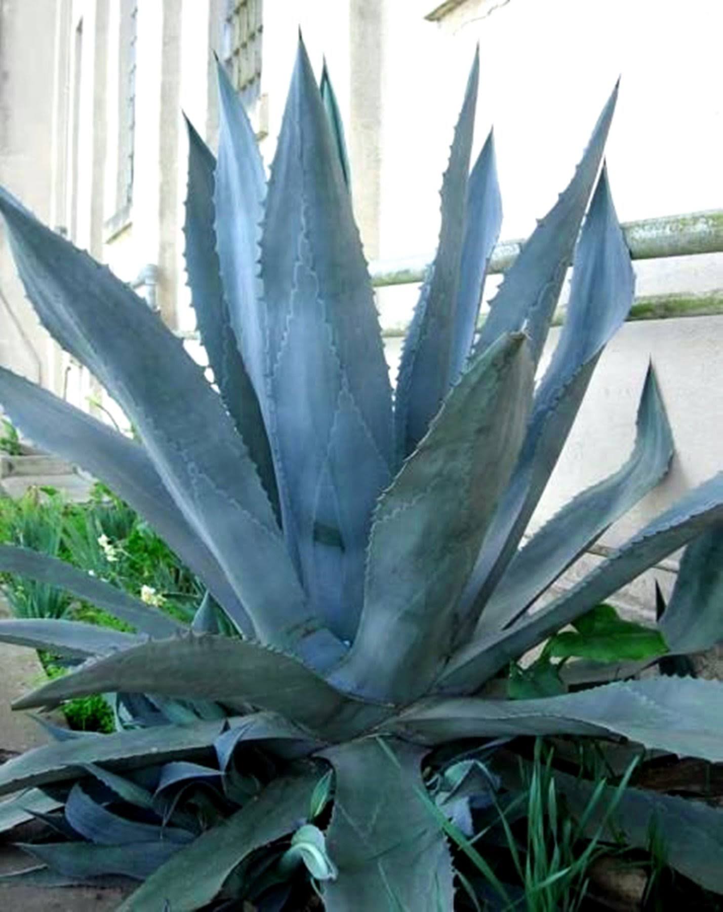 6b80e96cbd41ed6431d4389ff3d347dd34336773f86f04e7b9afdba48d968144.jpg Miniature Bonsai Agave Americana - Blue Agave - 2 Plants in Big Size - Image 1