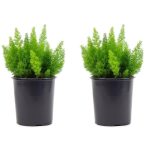 2.5 Qt. Foxtail Fern Plant in 6.33 in. Grower's Pot (2-Plants)