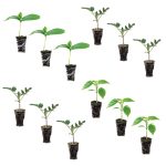 Beginner Veggie Garden Plantlings Kit | Live Plants Online from Ferry-Morse Seeds