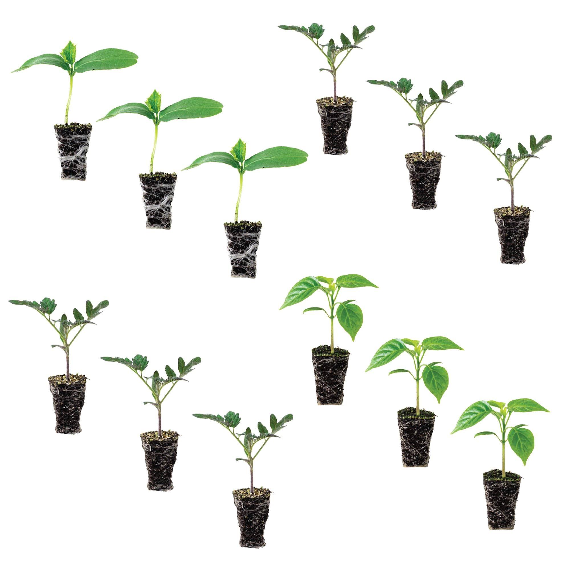 6c061bf11f669f2206e4ce0b028b0ecbac6602b1fb7add63638373c9733032e5.jpg Beginner Veggie Garden Plantlings Kit | Live Plants Online from Ferry-Morse Seeds - Image 1