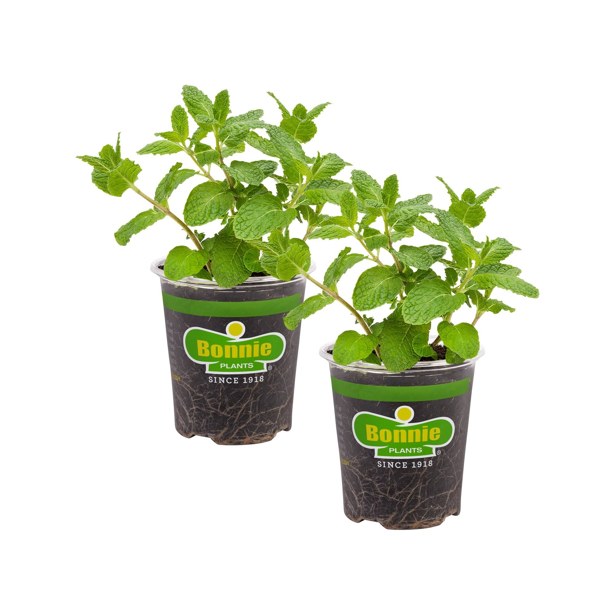 6c3d15b723976105556f05907a9461ed5d035c051ea8b885b8279949c8f3ab8f.jpg Bonnie Plants 19.3 oz. Sweet Mint, 2-Pack - Image 1