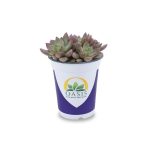Lowe's Succulent in 1.7-Pint Pot | Nursery