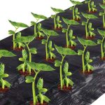 Agfabric Easy-Plant Weed Block for Raised Bed Outdoor Garden Weed Rugs Garden Mat 3.0oz, 4'x12' ,with Planting Hole Dia 6"