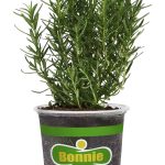 Bonnie Plants Rosemary - 4.5 in