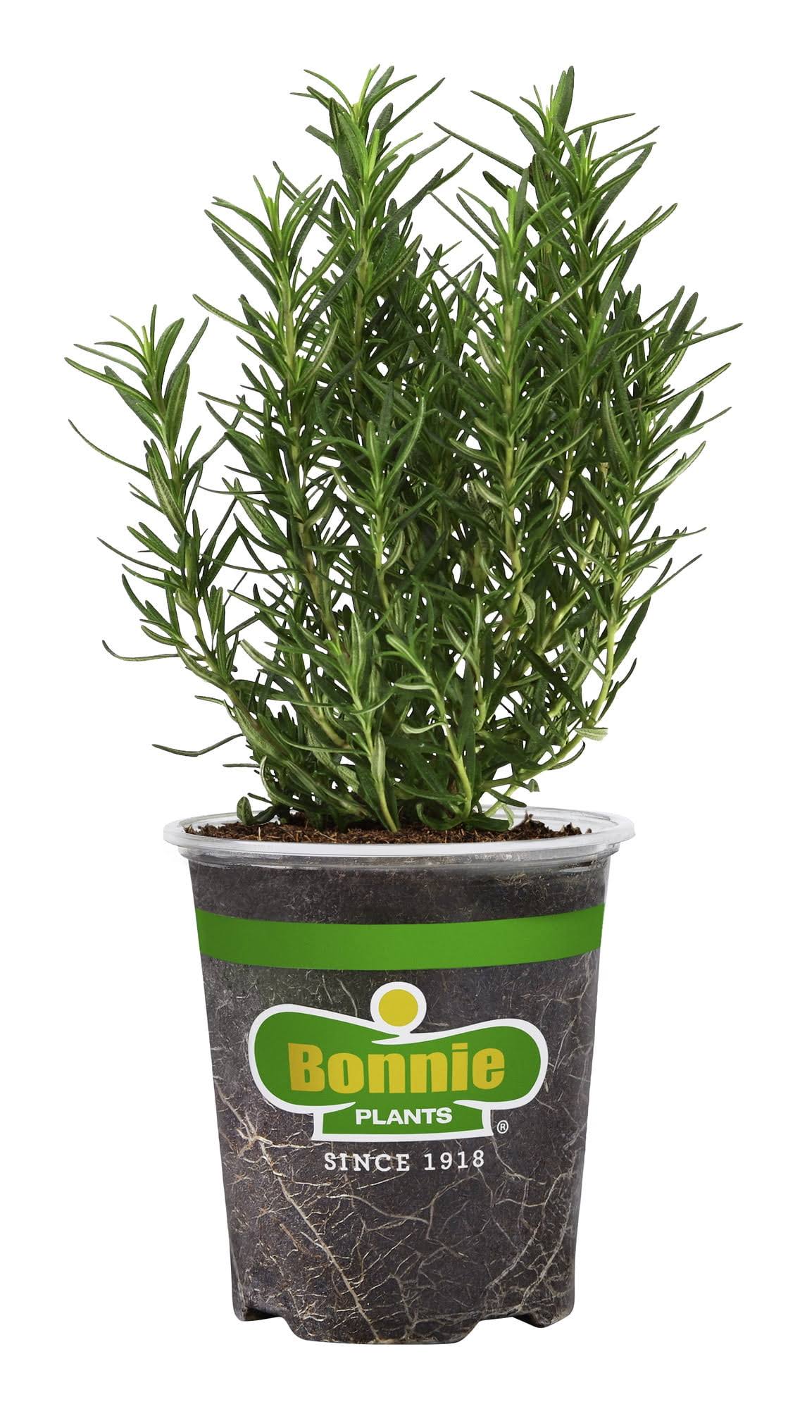 6dde5ca4e13b53d11a02903a3cd3f52a4dbad4856b3979eb0eb1b7575018e9cb.jpg Bonnie Plants Rosemary - 4.5 in - Image 1