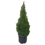 1 Gallon, Dwarf Alberta Spruce Shrub