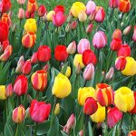 Mixed Triumph Tulip Value Bag (50 Bulbs) | Dutch Grown Flower Bulbs from Holland | Perennial Tulip Bulbs 50 Pack