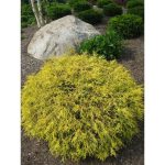 1 gal. Kings Gold Threadbranch Cypress Shrub Brings Rich, Permanent Color to Any Landscape