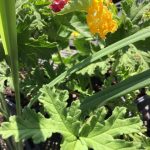 Daylily Nursery Mosquito Repeller Pack. Comes with 2 Citronella Plant, 2 Lemongrass Plants, and 2 Lantana Plants, All in Separate 2.25 Containers, 6