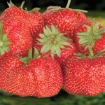 Jewel Strawberry - 25 Plants per Offer.