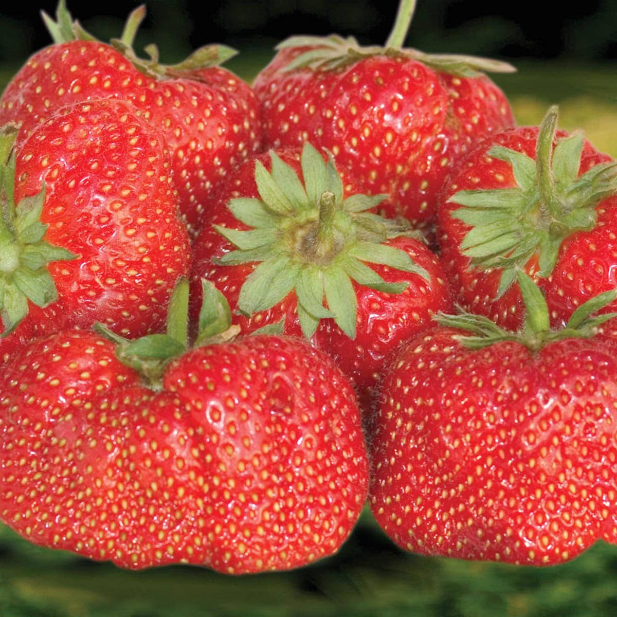 6fde5d9bf8958ac630309328c0b47b503fc2aee68e1129dcb99c9d775a3ce61f.jpg Jewel Strawberry - 25 Plants per Offer. - Image 1
