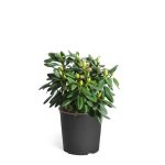 3 gal. Flowering Rhododendron with Shrub Lavender Blooms
