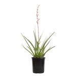 Altman Plants Red Hesperaloe Yucca Accent Shrub in 2.5-Quart Pot