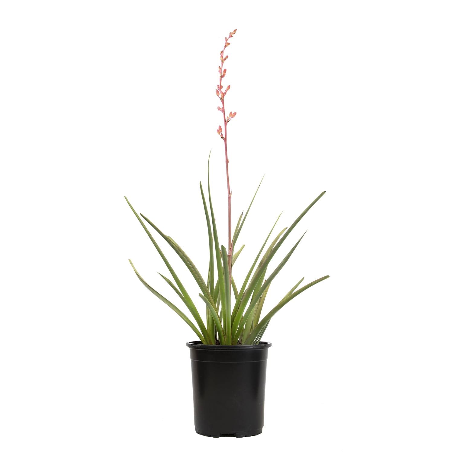 7068f1960027844fbb562101254c95f7f6a79ff1db2cc41f8b1d8caf5b91bbbf.jpg Altman Plants Red Hesperaloe Yucca Accent Shrub in 2.5-Quart Pot - Image 1