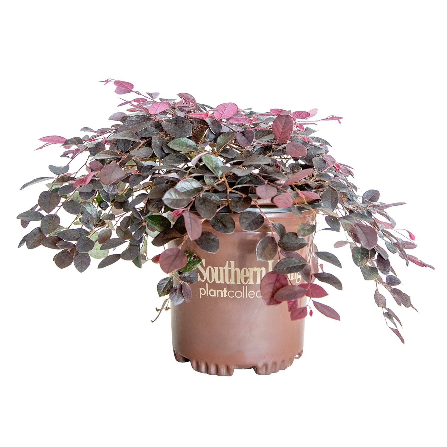 7071fb0afbd48b05a93a5899d511a98ed154f886f8e32118751b536ecdccb70e.jpg Purple Pixie Dwarf Weeping Loropetalum - Pink Flowers - 2.5 qt - Image 1