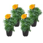 Altman Plants Orange Marigold in 1-Pint Pot 4-Pack | 0881212