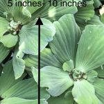 Aquarium Plants Discounts Water Lettuce - Floating Live Pond Plants