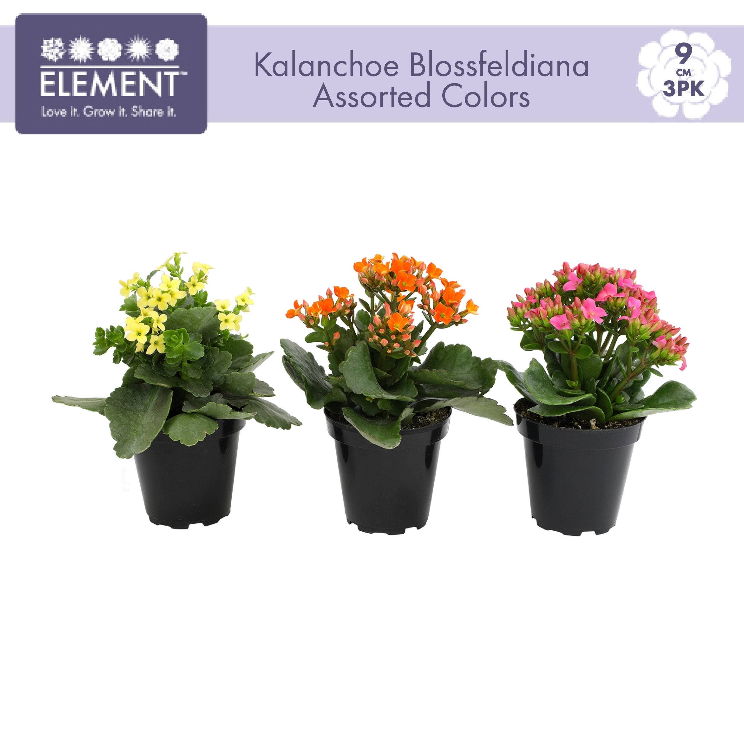 714d85a2aac24a36ba8f196c2bc675a6276cdee443ee90ea670bf96a1788ef66.jpg Element by Altman Plants 3.5in Asst Kalanchoe (3 Pack) - Image 1