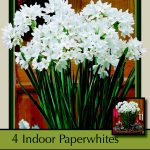 Ziva Paperwhite Narcissus - 5 Bulbs - 15/16 cm Bulbs - Indoor/Very Fragrant