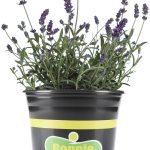 Bonnie Plants 2.32 Qt. Lavender