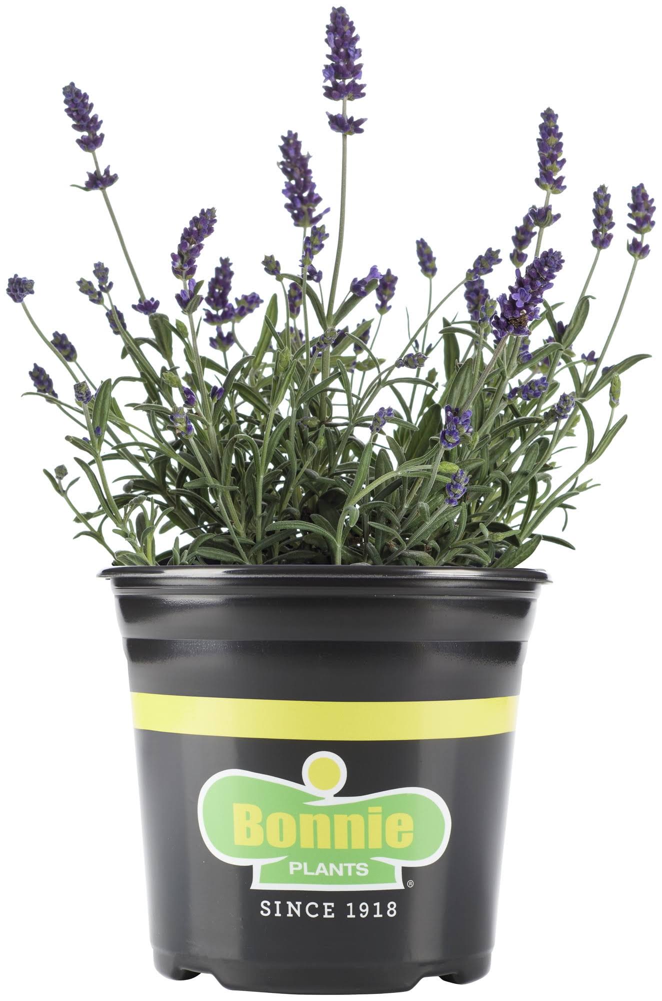 71fca28f8e15526df674391ed06659c70b257b4902a48365fbb5743e34c39fb6.jpg Bonnie Plants 2.32 Qt. Lavender - Image 1