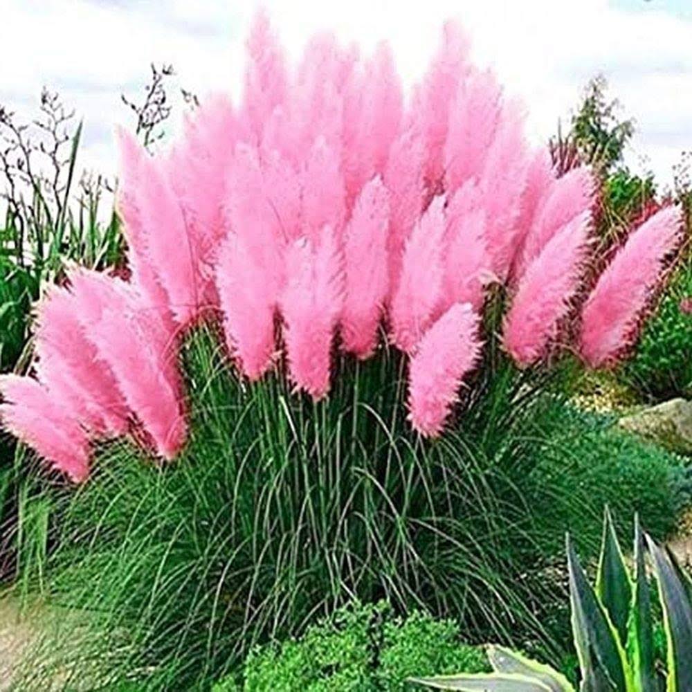 726d452840adf332d545f3cb1999d8027ba6b61f6a45b18a711769a0529c70e3.jpg Daisy Garden 100 Pcs Pink Pampas Grass Seeds Perennial Flowering Ornamental Grasses Flower - Image 1