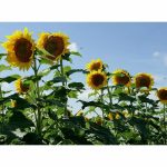 Clearfield Lonesome Dove Sunflower Seeds - 10 lbs - Seed Barn