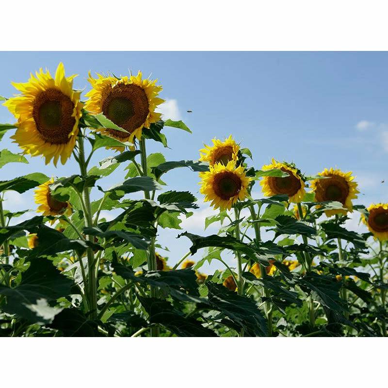 728ec40d266f5b62065033a68faf29a2b35d629c9c6c59014e77d1551a1aa2fb.jpg Clearfield Lonesome Dove Sunflower Seeds - 10 lbs - Seed Barn - Image 1