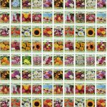Set of 100 Assorted Valley Green Flower Seed Packets! Flower Seeds in Bulk - 20+