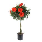 Hibiscus Braid Plant in Plastic Nursery Pot Costa Farms