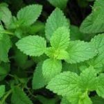 Peppermint Mint Herb Plants- Non GMO- Two (2) Live Plants - Not Seeds -Each 4 inch-7 inchtall- in 3.5 inch Pots
