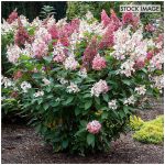 Van Zyverden Hydrangea Candelabra 4 inch Potted Rocketliners Set of 3 Plants