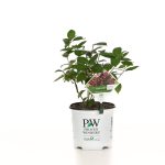 Proven Winners 1 gal. Fire Light Hardy Hydrangea (Paniculata) Live Shrub, White to Pink and Red Flowers