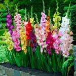 Garden State Bulb Rainbow Mix Gladiolus Flower Bulbs, 10/12cm (Bag of 25)