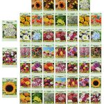 Set of 50 Assorted Flower Seed Packets! Flower Seeds in Bulk - 20+ Varieties Ava