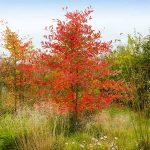 4-5 ft. - Autumn Brilliance Serviceberry - Ornamental Growth That Thrives in Tough Areas