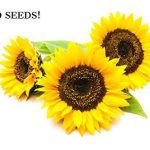 Sunflower Seeds for Planting - to Plant Mammoth Sunflower Seeds - Packet of About 100 Flower Seeds!