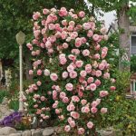Spring Hill Nurseries in Bare Root Pink Flowering Pearly Gates Climbing Rose | 74041